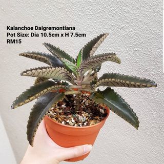 (Category: ) located in . Submitted by succulent.yinn (Listing ID 1034477194, Image 1). Description: .