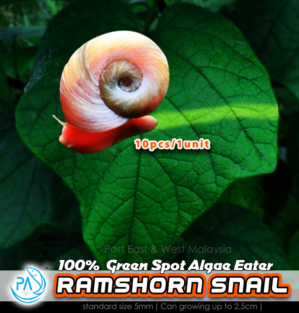 Ramshorn Snail Breeding Tank Setup / Life Cycle Ramshorn