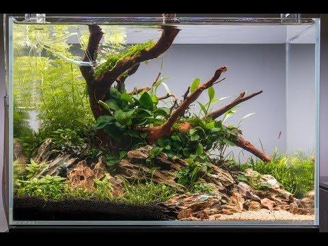 Planted Aquarium Layout Pet Supplies For Fish Fish Tanks On Carousell