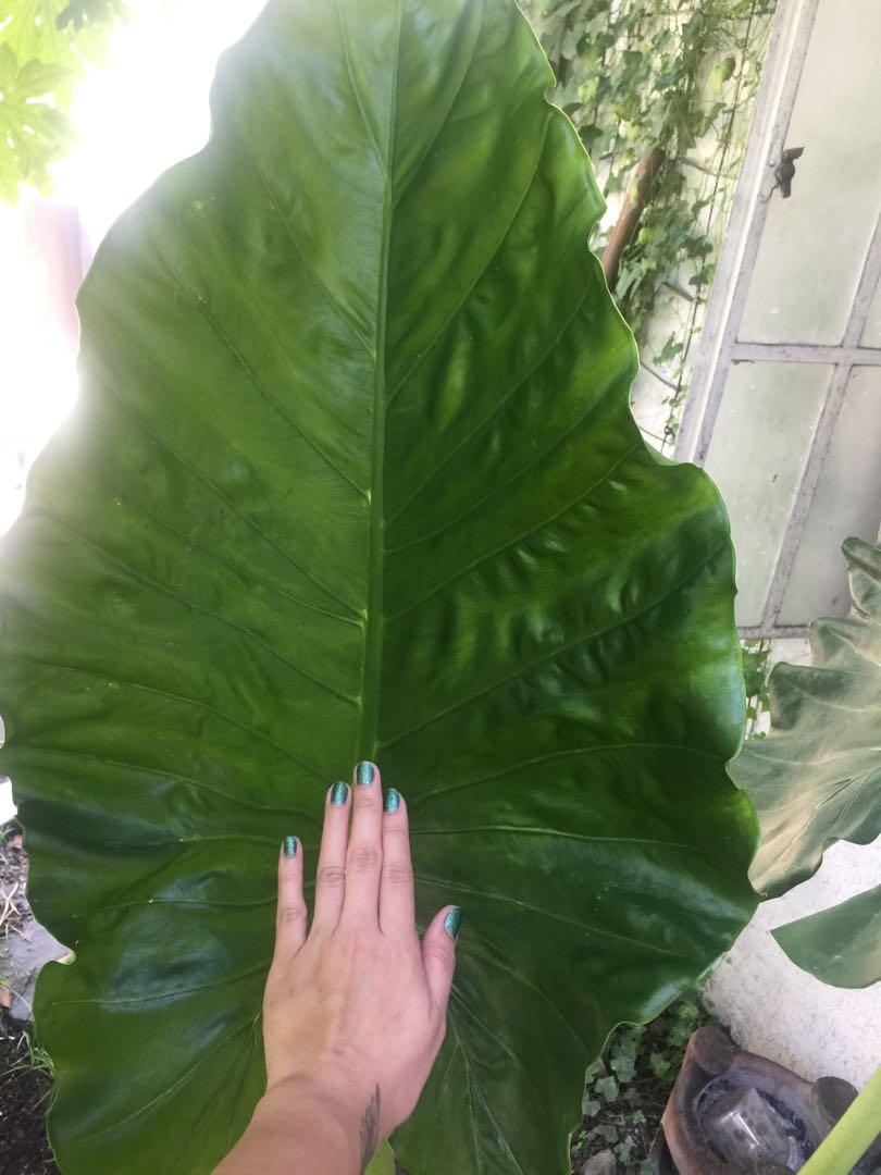 Potted Giant Elephant Ear Plant for Sale, Furniture & Home Living