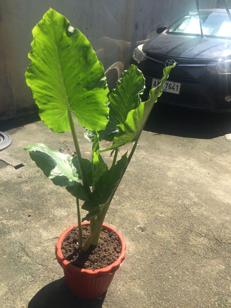 Potted Giant Elephant Ear Plant for Sale, Furniture & Home Living
