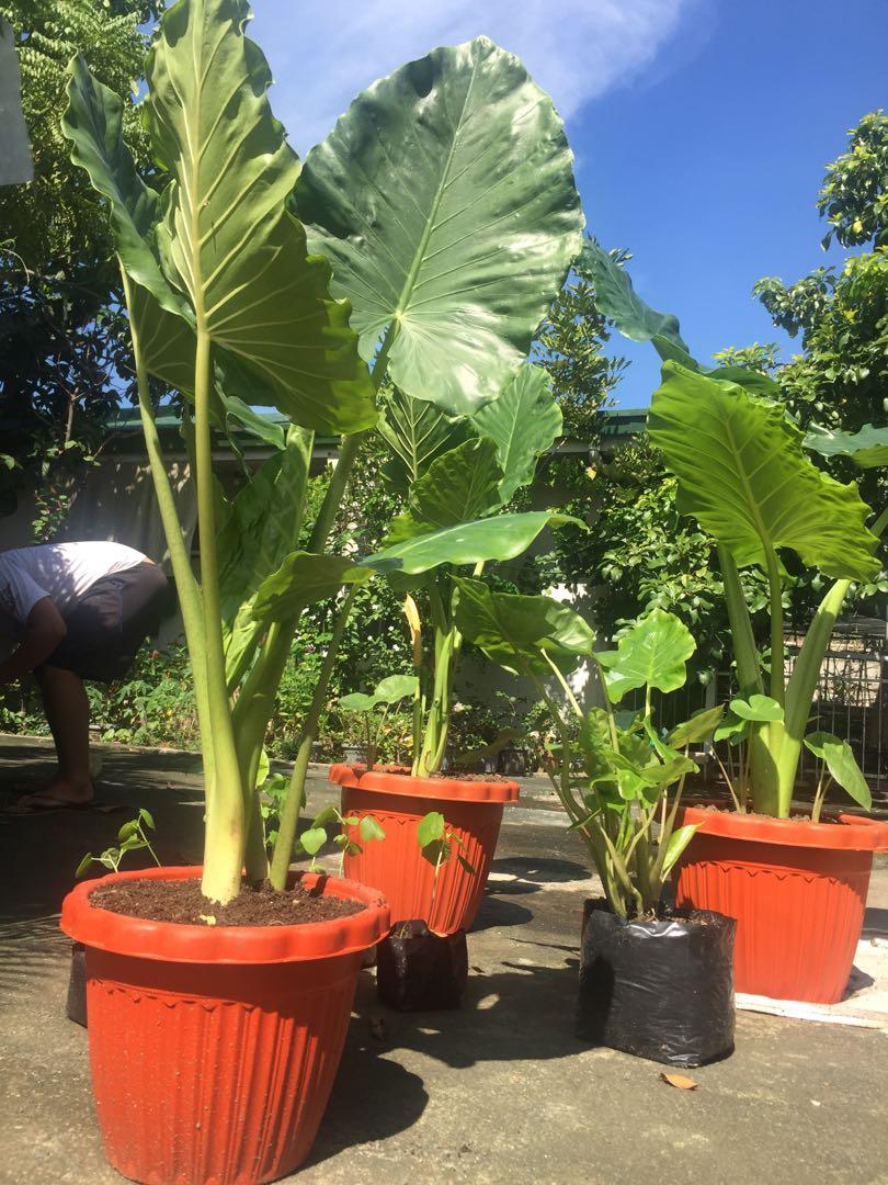 Potted Giant Elephant Ear Plant for Sale, Furniture & Home Living