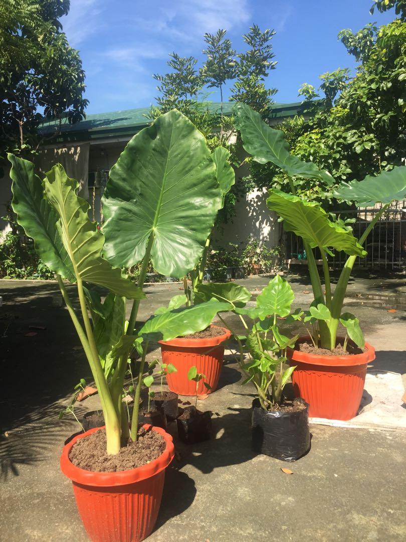 Potted Giant Elephant Ear Plant for Sale, Furniture & Home Living