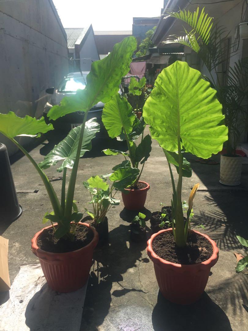 Potted Giant Elephant Ear Plant for Sale, Furniture & Home Living