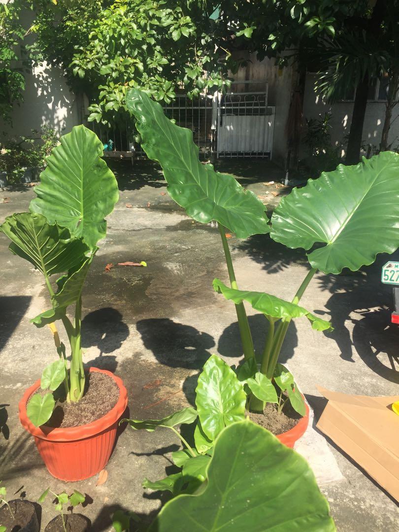 Potted Giant Elephant Ear Plant for Sale, Furniture & Home Living