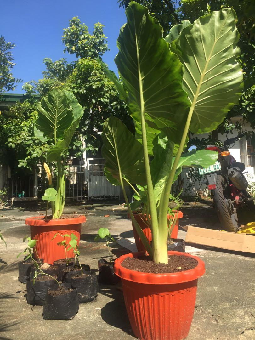 Potted Giant Elephant Ear Plant for Sale, Furniture & Home Living