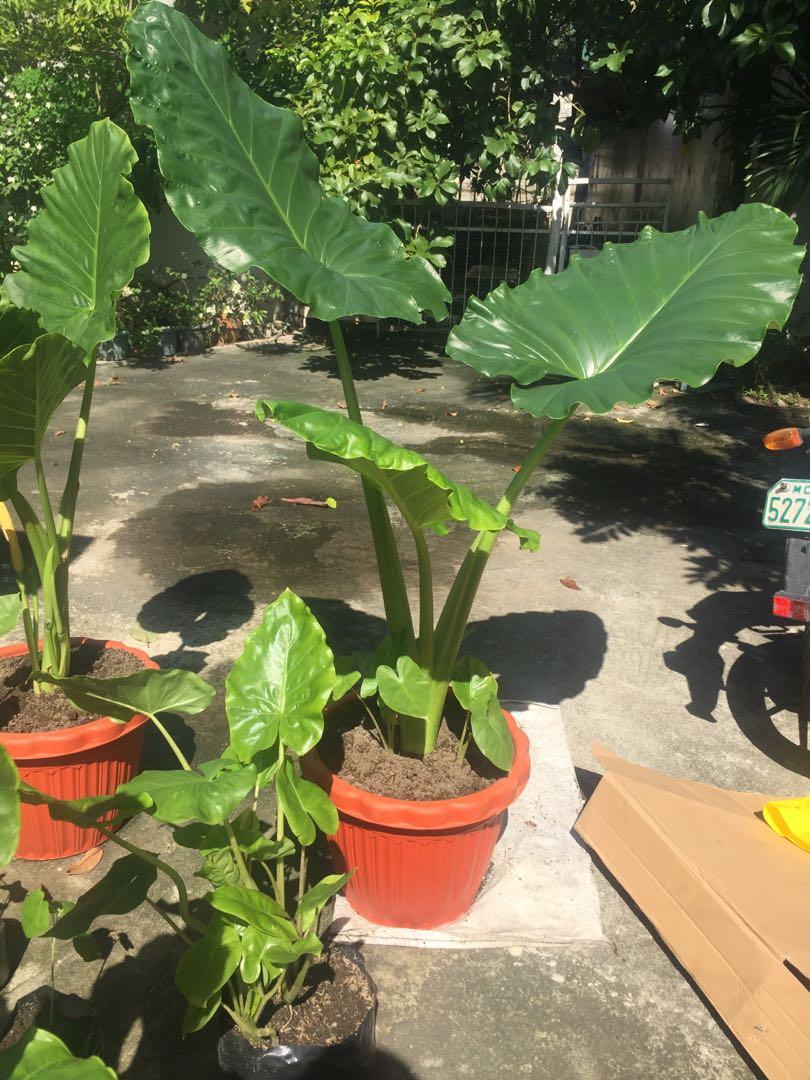Potted Giant Elephant Ear Plant for Sale, Furniture & Home Living