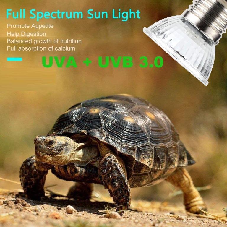 Heat lamp for sales tortoise pets at home