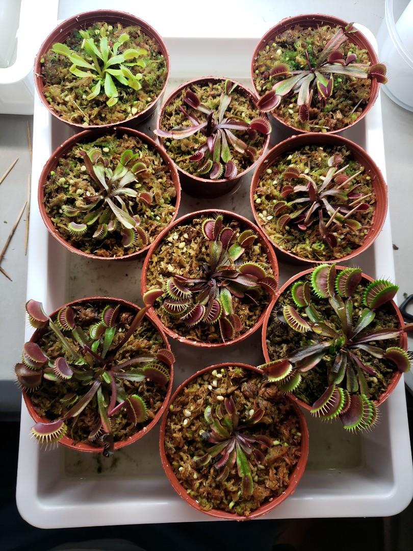 食蟲植物食蟲草捕蠅草venus Flytrap 室內照明燈種植 傢俬 家居 Gardening Plants Carousell