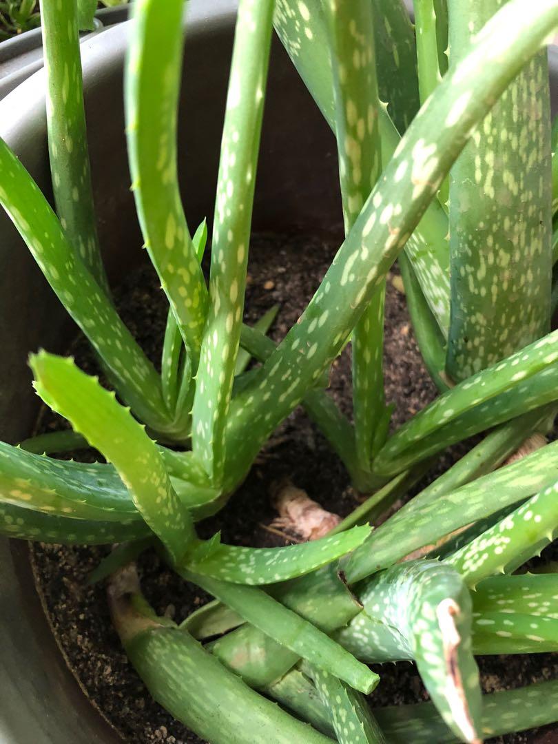Aloe Vera Baby Plants Furniture Home Living Gardening Plants Seeds On Carousell