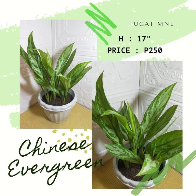 Chinese Evergreen Indoor Plant 1599917915 6369237d Progressive