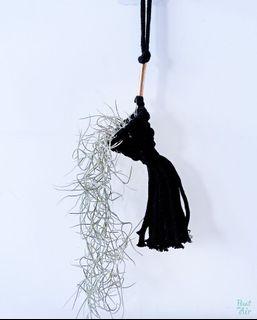 Hanging: Mystery Macrame black with Spanish moss