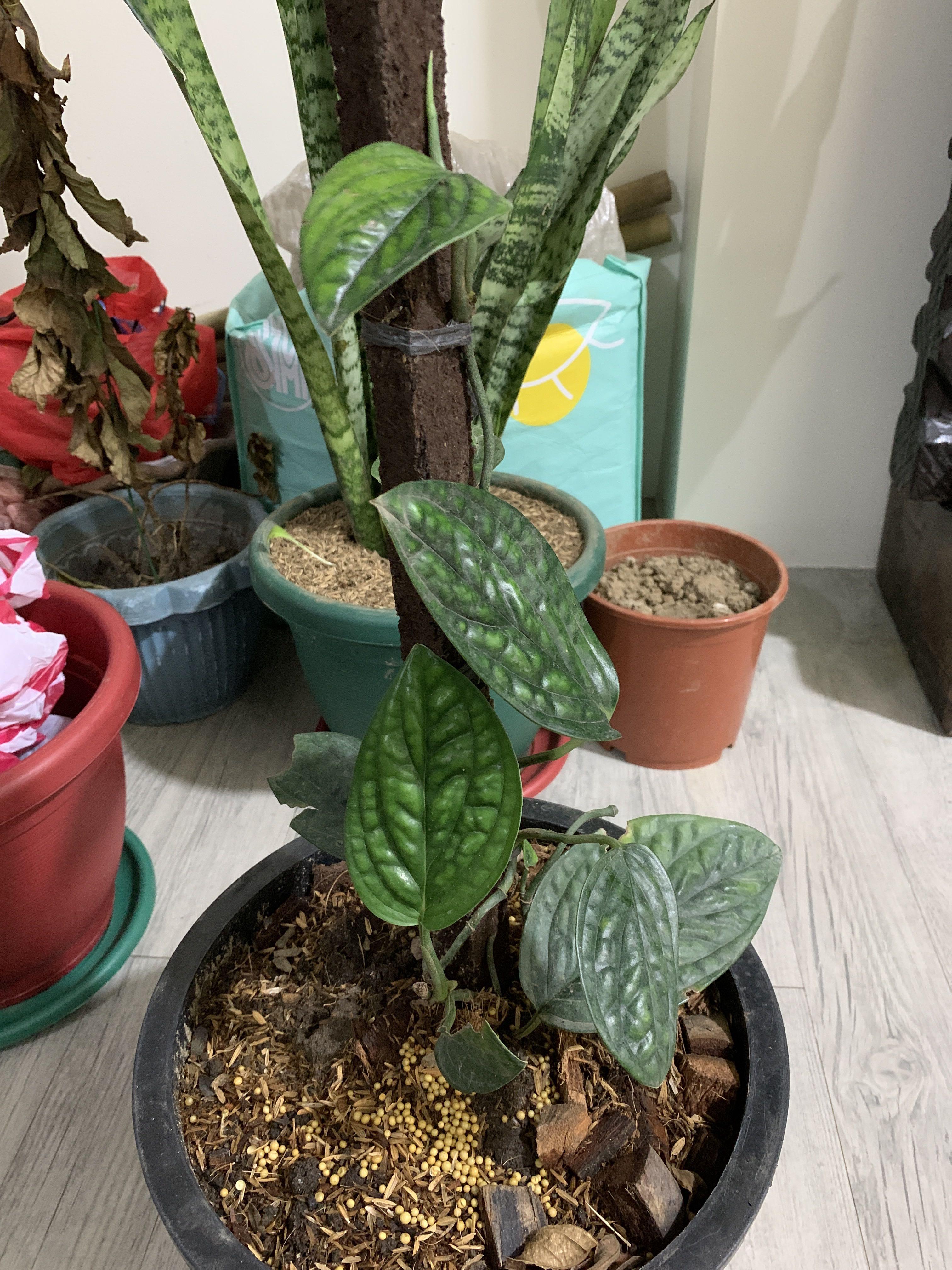 Monstera Peru Plant Price Philippines BacaanKita