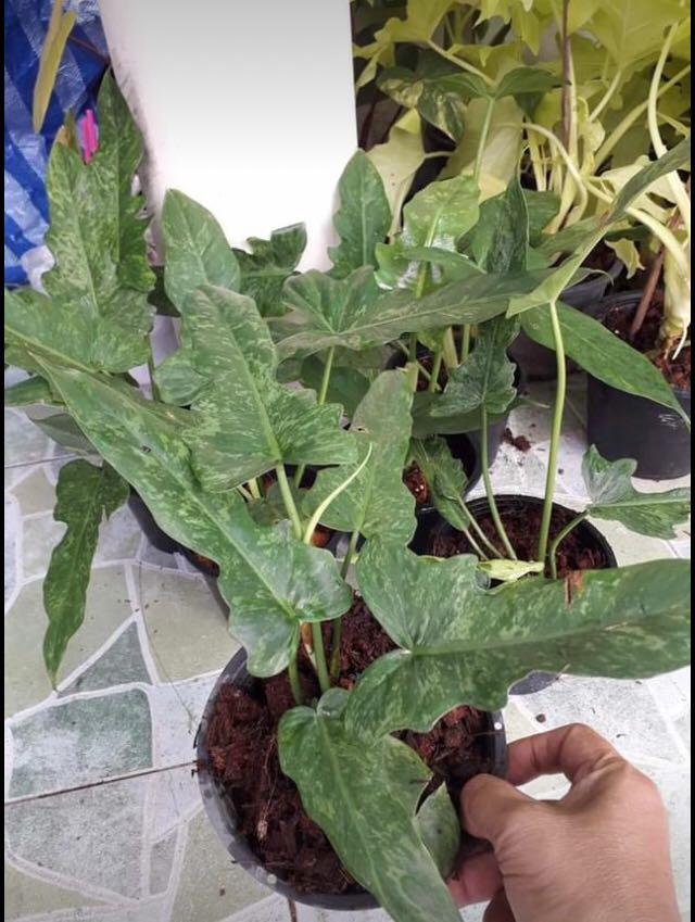 Philodendron Lime Fiddle Home Furniture Gardening On Carousell