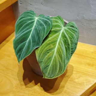 （分類：）位於 。 由 icysoshy 提交（商品編號 1034801797，圖片 1）。簡介： 。