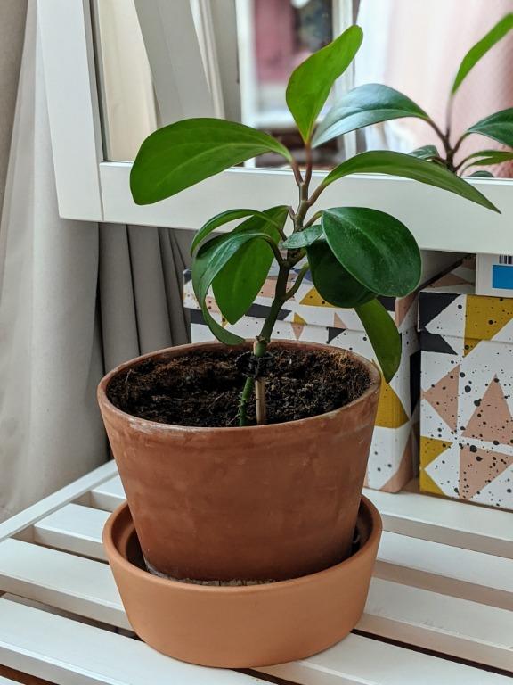 Plants, Furniture & Home Living, Gardening, Plants & Seeds on Carousell