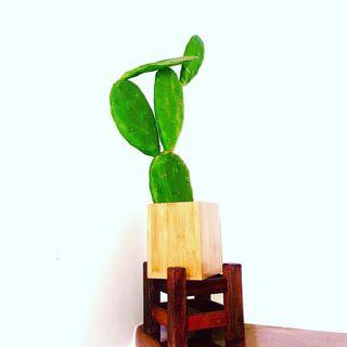 Used Small Wooden Plant Rack