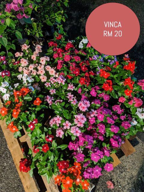 Vinca Bunga Tapak Dara Home Furniture Gardening On Carousell