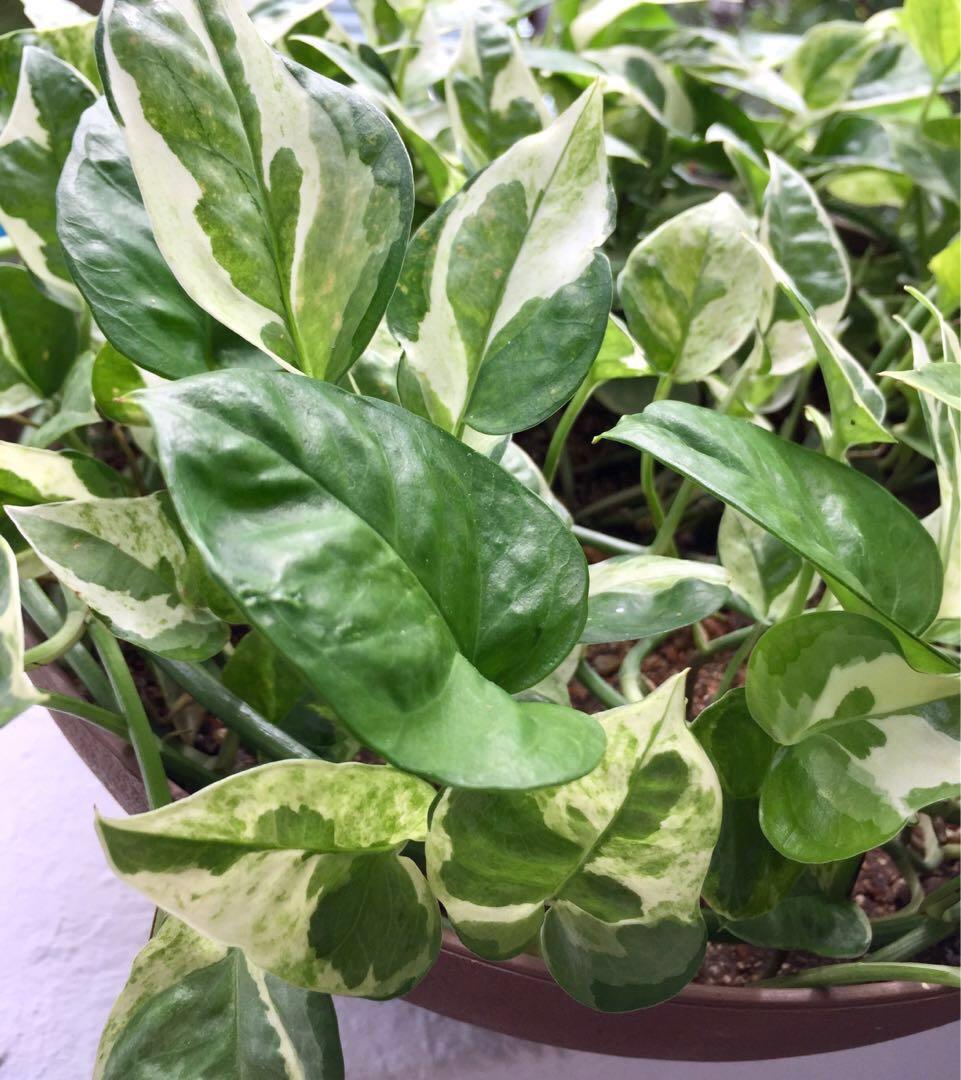 Pothos money plant information