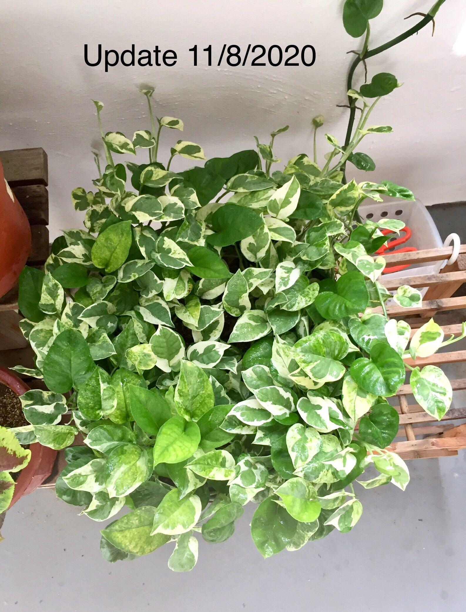 ☘️ Lovely Variegated Money Plant Njoy Pothos in Broad