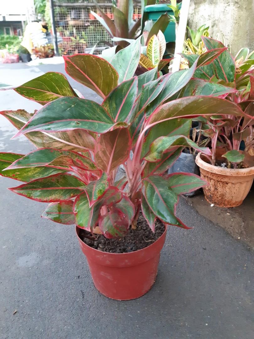 Aglaonema Red Siam Aurora Indoor Plant Furniture Home Living Gardening Plants Seeds On Carousell