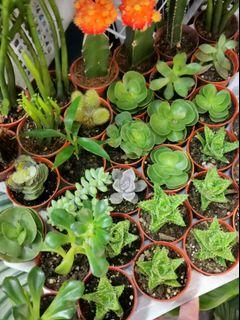 Assorted Cactus & Succulents (Mini)