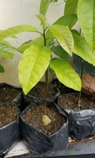 tree seedling - View all tree seedling ads in Carousell Philippines