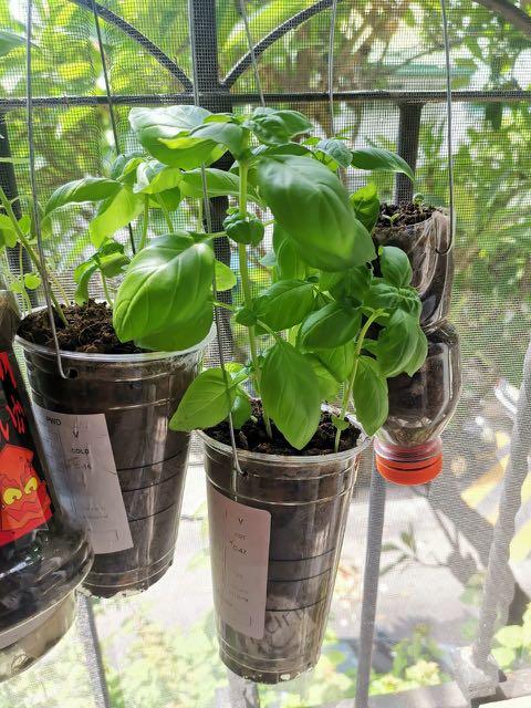 Basil Sale Herb Plant Sale Gardening Flowers Plants On Carousell