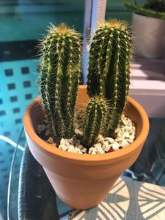 (Category: ) located in . Submitted by terichacha (Listing ID 1035066443, Image 1). Description: .