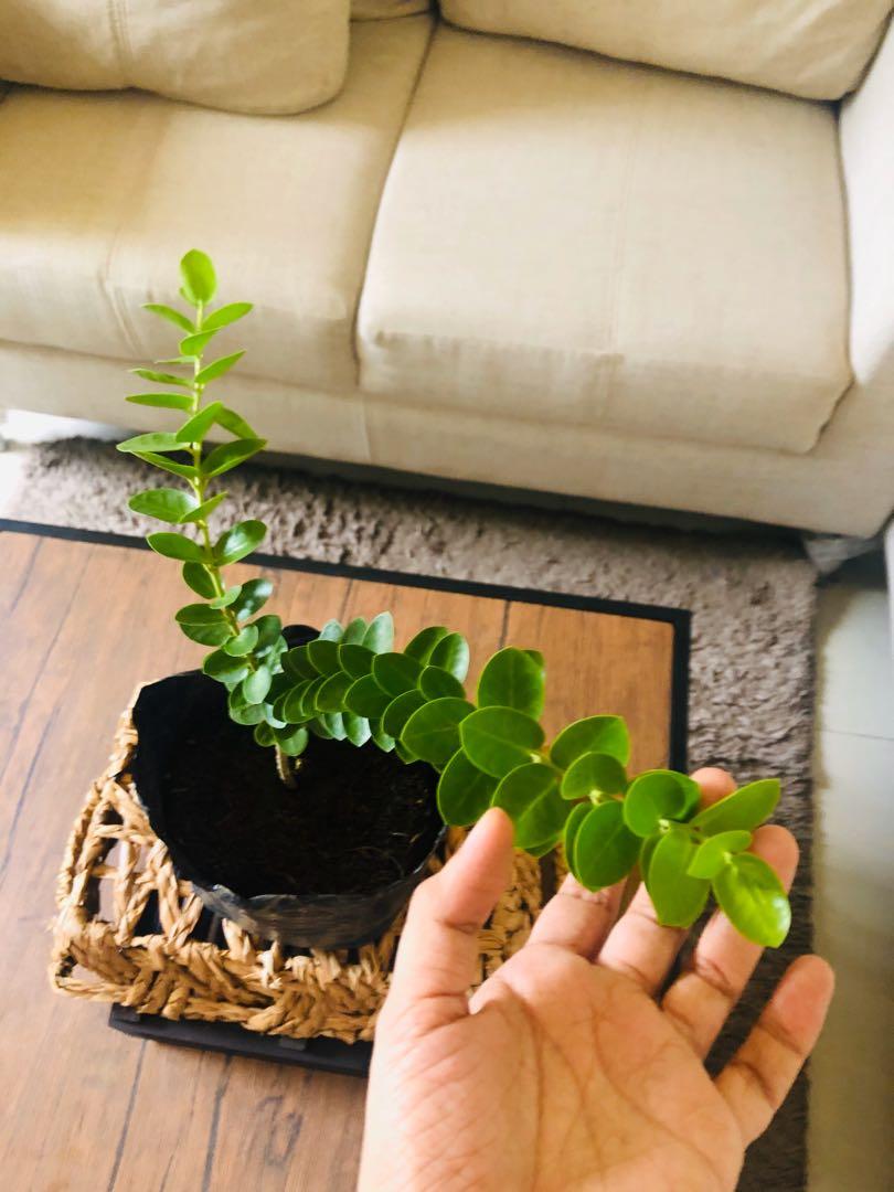 Hoya Cumingiana Hoya Millionaire Gardening Flowers Plants On Carousell We ship the plants bareroot. hoya cumingiana hoya millionaire