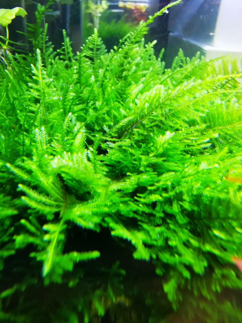 Java Moss Shrimp Java Moss - Free Shrimp for $10 plants purchase!, Pet Supplies, Homes ...