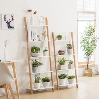 (Category: ) located in . Submitted by crazyplantlovers (Listing ID 1034923919, Image 1). Description: .