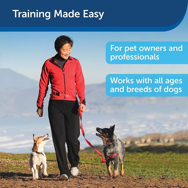 manners minder dog training