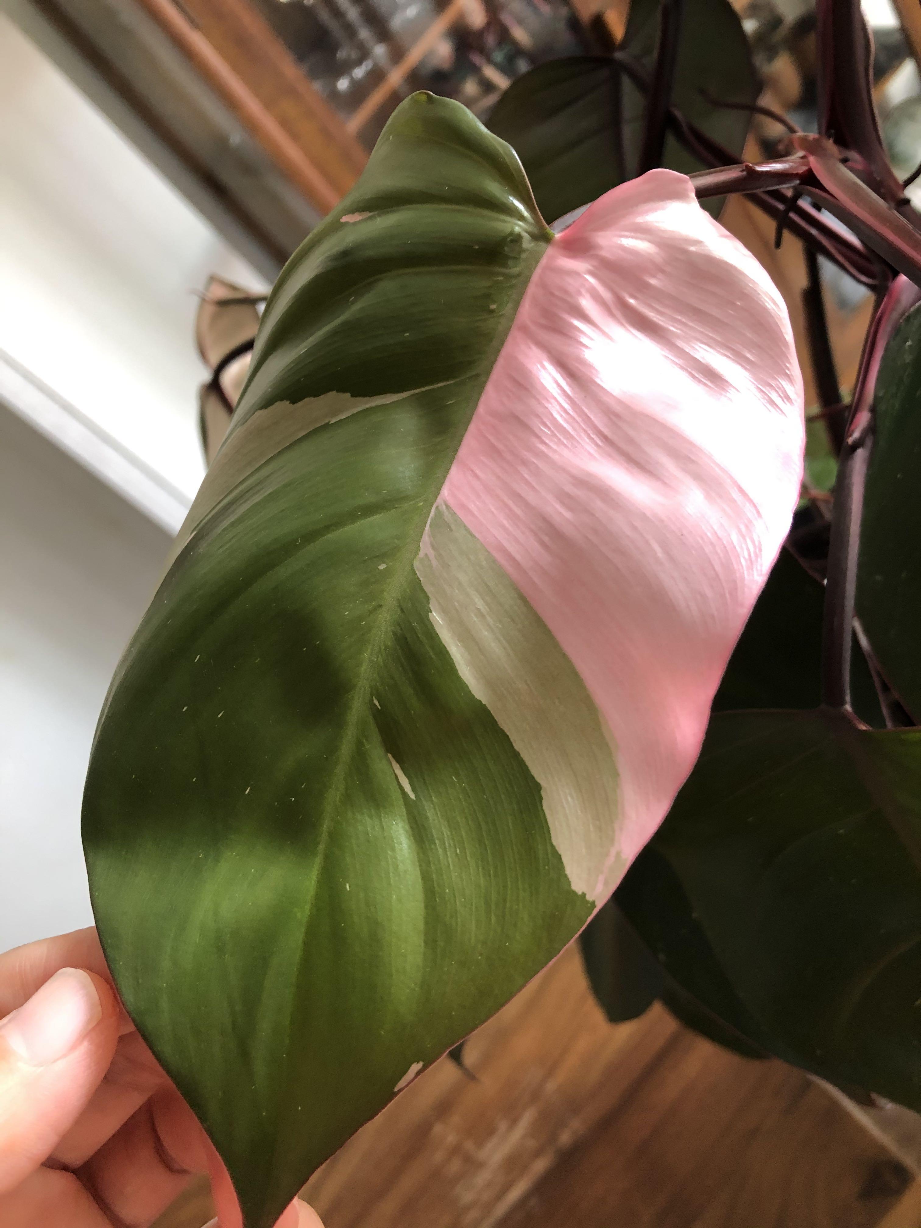 Philodendron pink princess cutting, Furniture & Home Living, Gardening