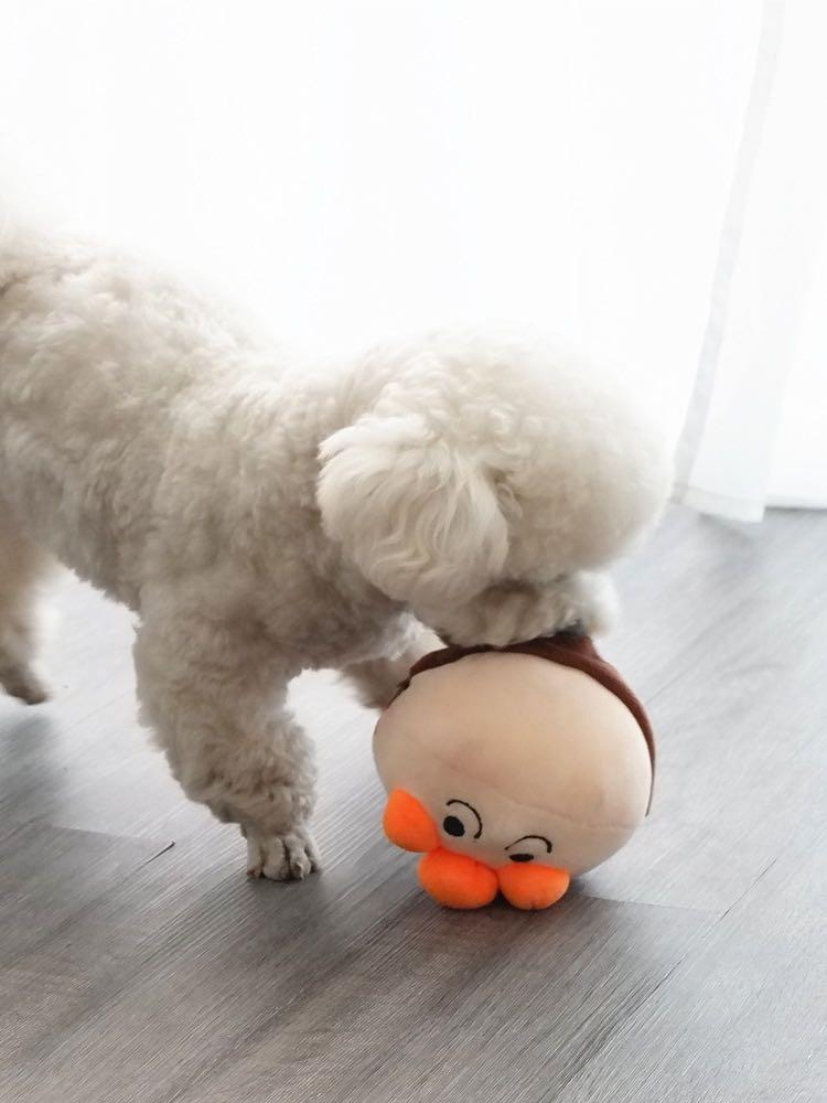 self bouncing ball for dogs