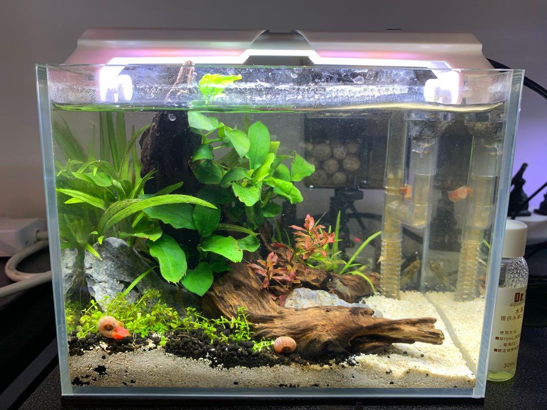 迷你水草缸迷你魚缸001 傢俬 家居 Gardening Plants Carousell 迷你水草缸迷你魚缸001 傢俬 家居 Gardening Plants Carousell