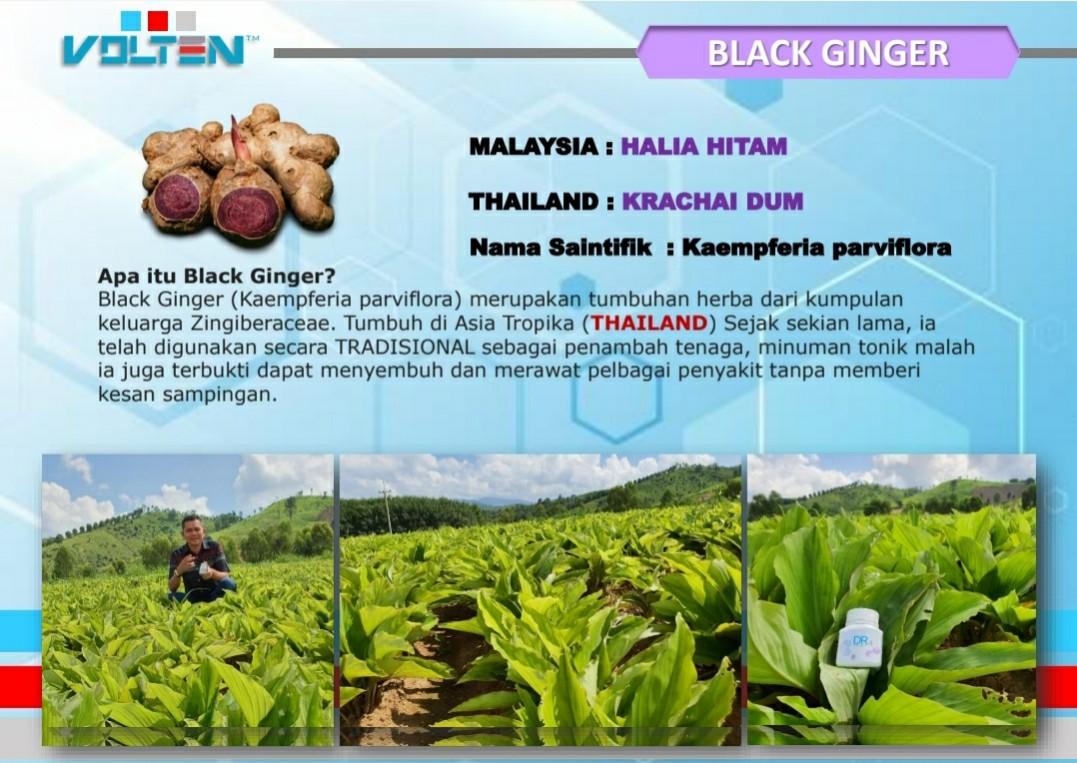 Kunyit Hitam Cegah Penyakit Black Ginger Plus Liquid Keluaran Mardi M Niaga