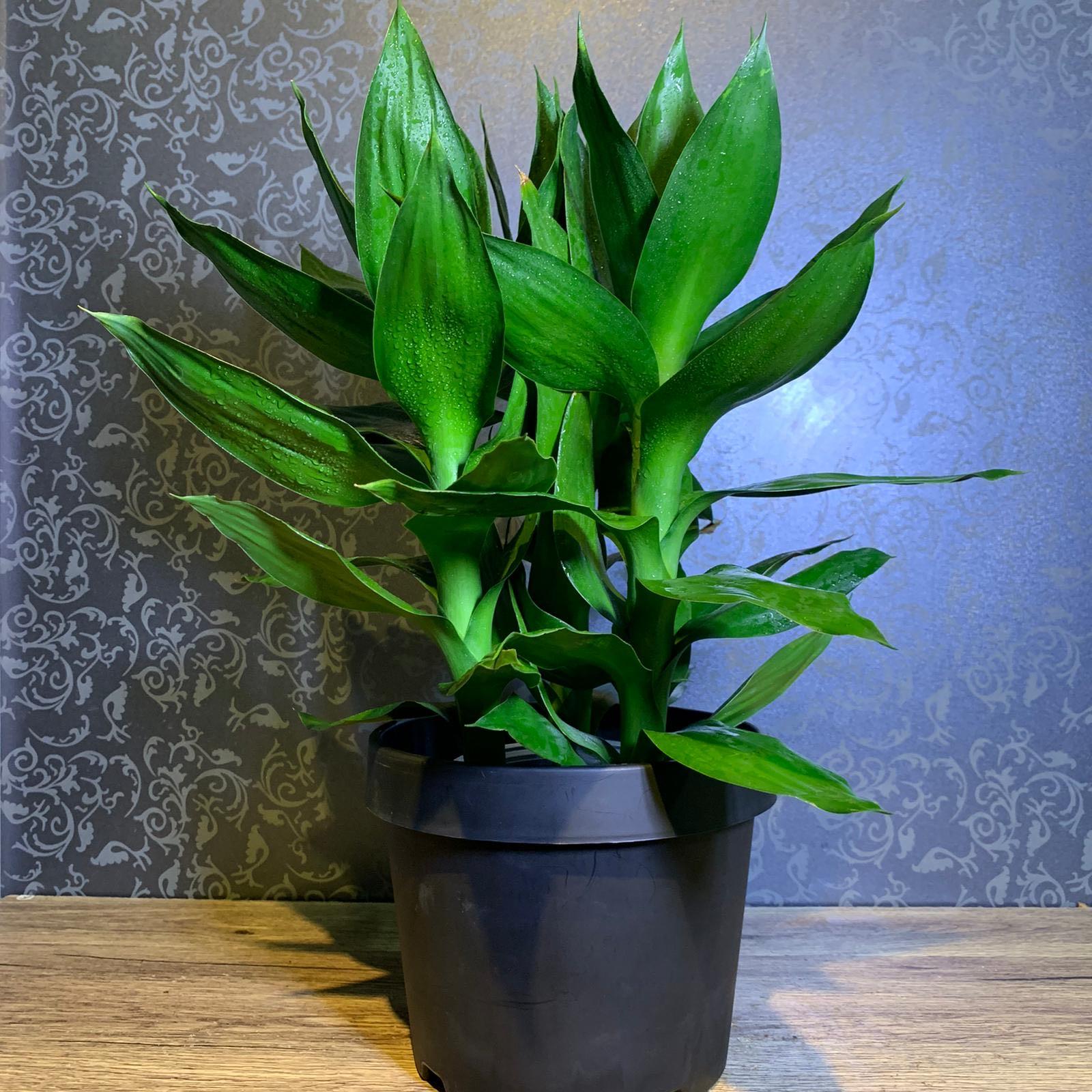 dracaena sanderiana, furniture & home living, gardening, plants