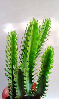 Euphorbia Trigona Mill (African Milktree) (Medium)
