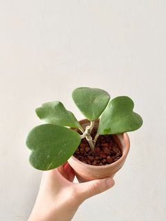 (Category: ) located in . Submitted by allplantstuff (Listing ID 1035169882, Image 1). Description: .