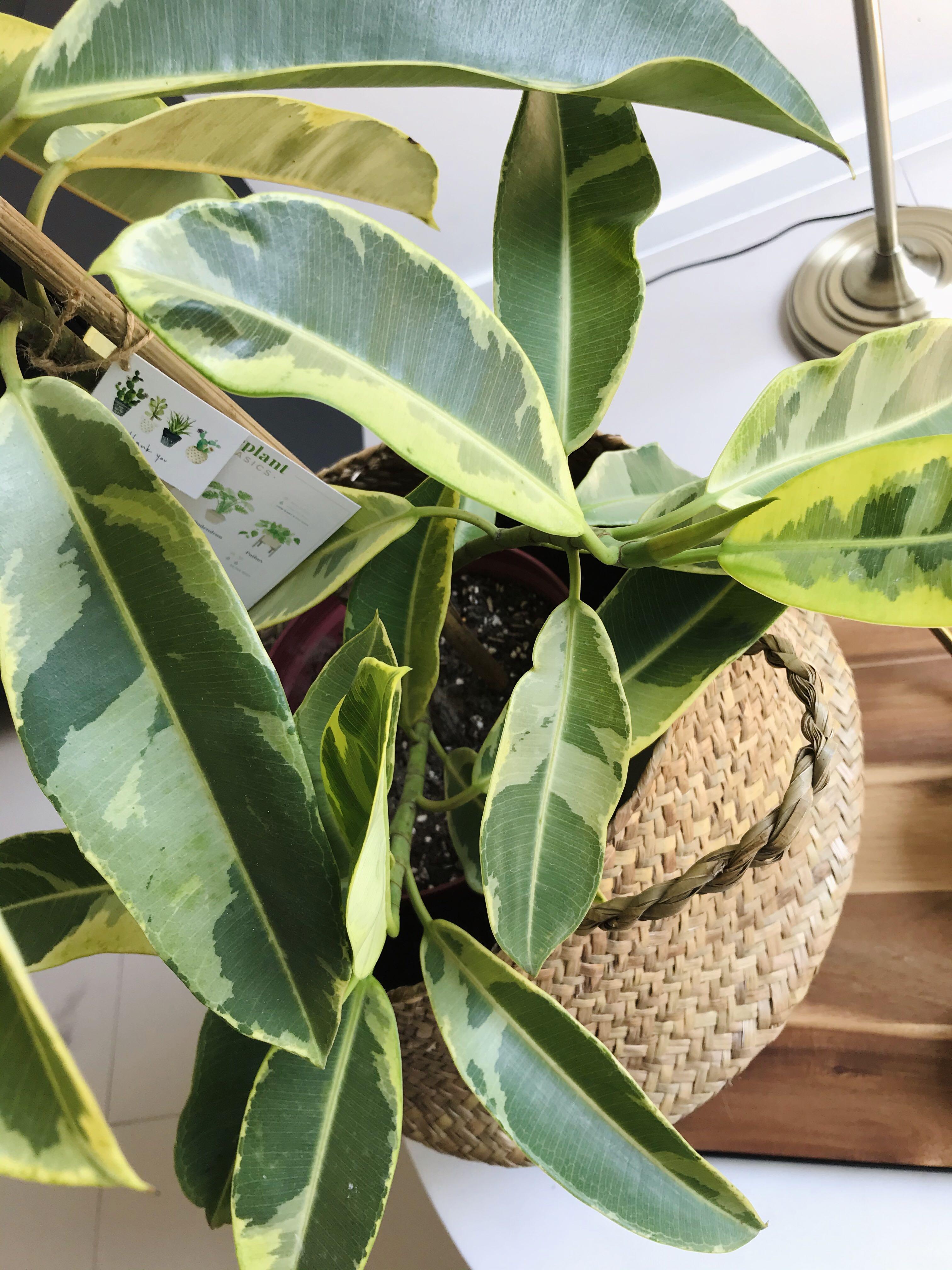 Rubber Tree / Rubber Plant Ficus Elastica Variegated Tineke Doescheri