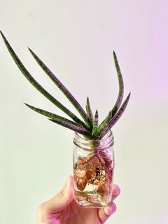 (Category: ) located in . Submitted by allplantstuff (Listing ID 1035170924, Image 1). Description: .