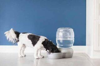 AUTHENTIC! 🐶🐱Petmate Water Dispenser Bowl for Small Pets