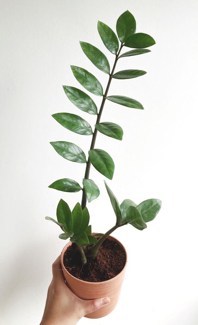 XANXADU/ BIRDNEST FERN/ ZZ PLANT/Houseplant+Pot/ Indoor Plants/ Terra Cotta Pot, Gardening