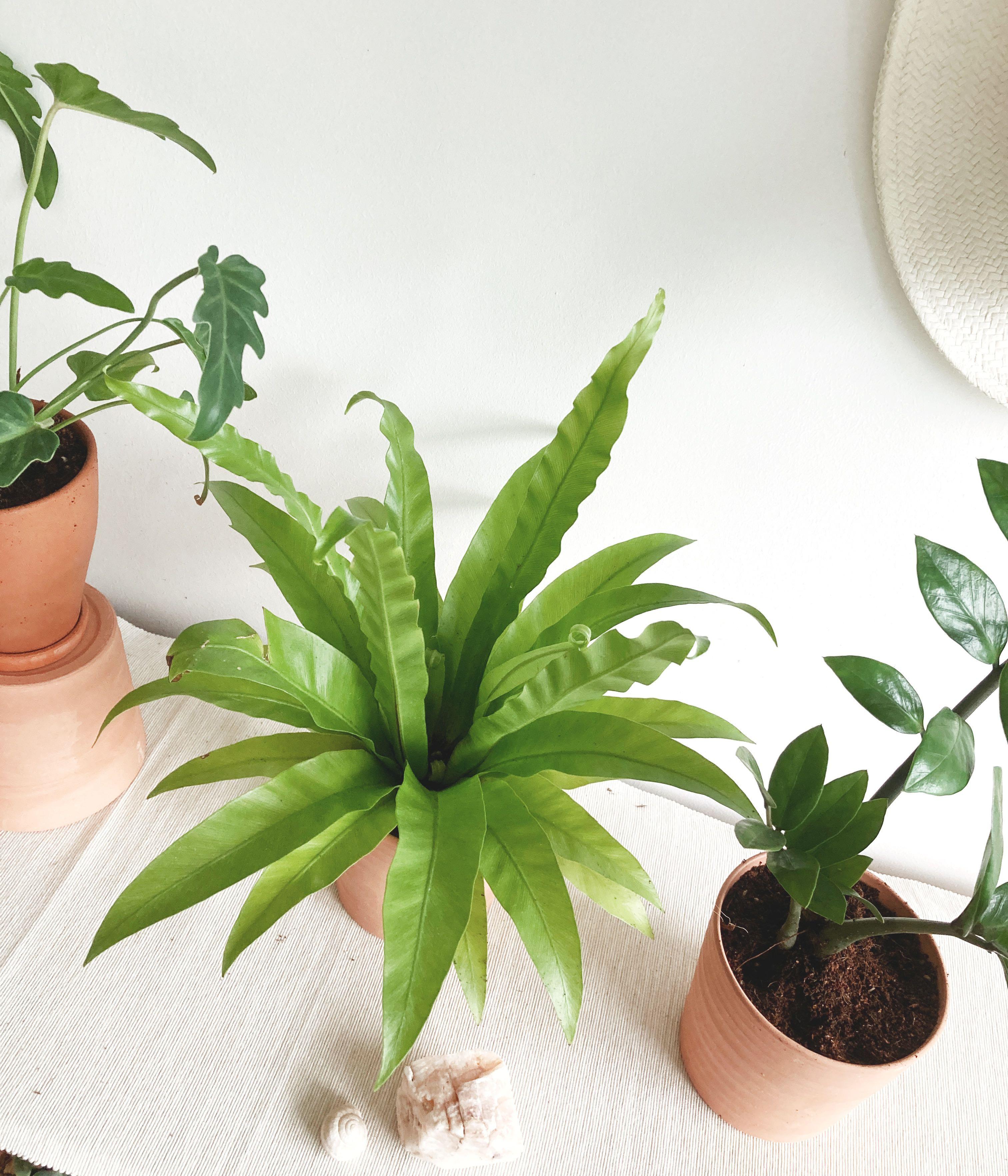 XANXADU/ BIRDNEST FERN/ ZZ PLANT/Houseplant+Pot/ Indoor Plants/ Terra Cotta Pot, Gardening