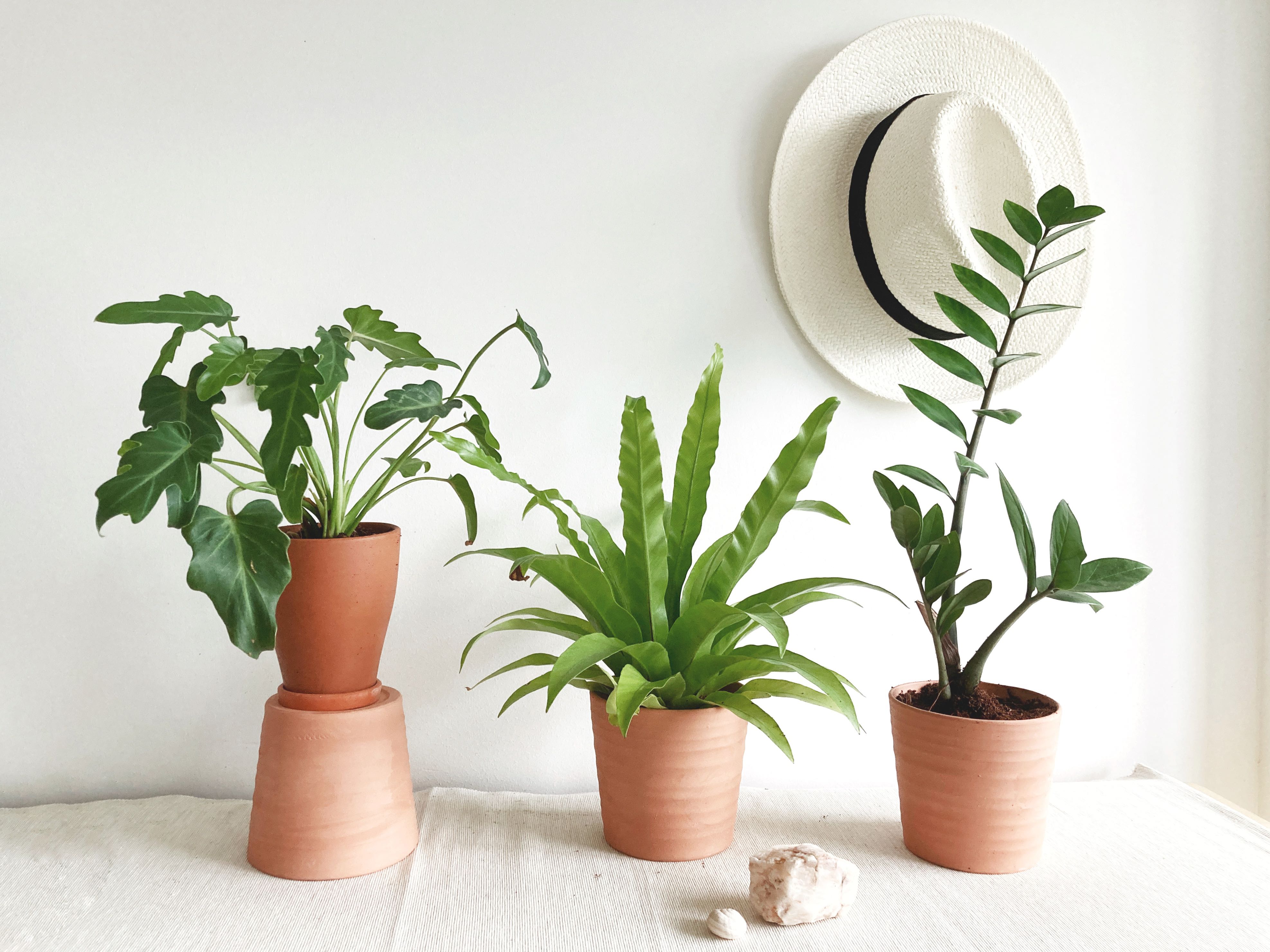 XANXADU/ BIRDNEST FERN/ ZZ PLANT/Houseplant+Pot/ Indoor Plants/ Terra Cotta Pot, Gardening