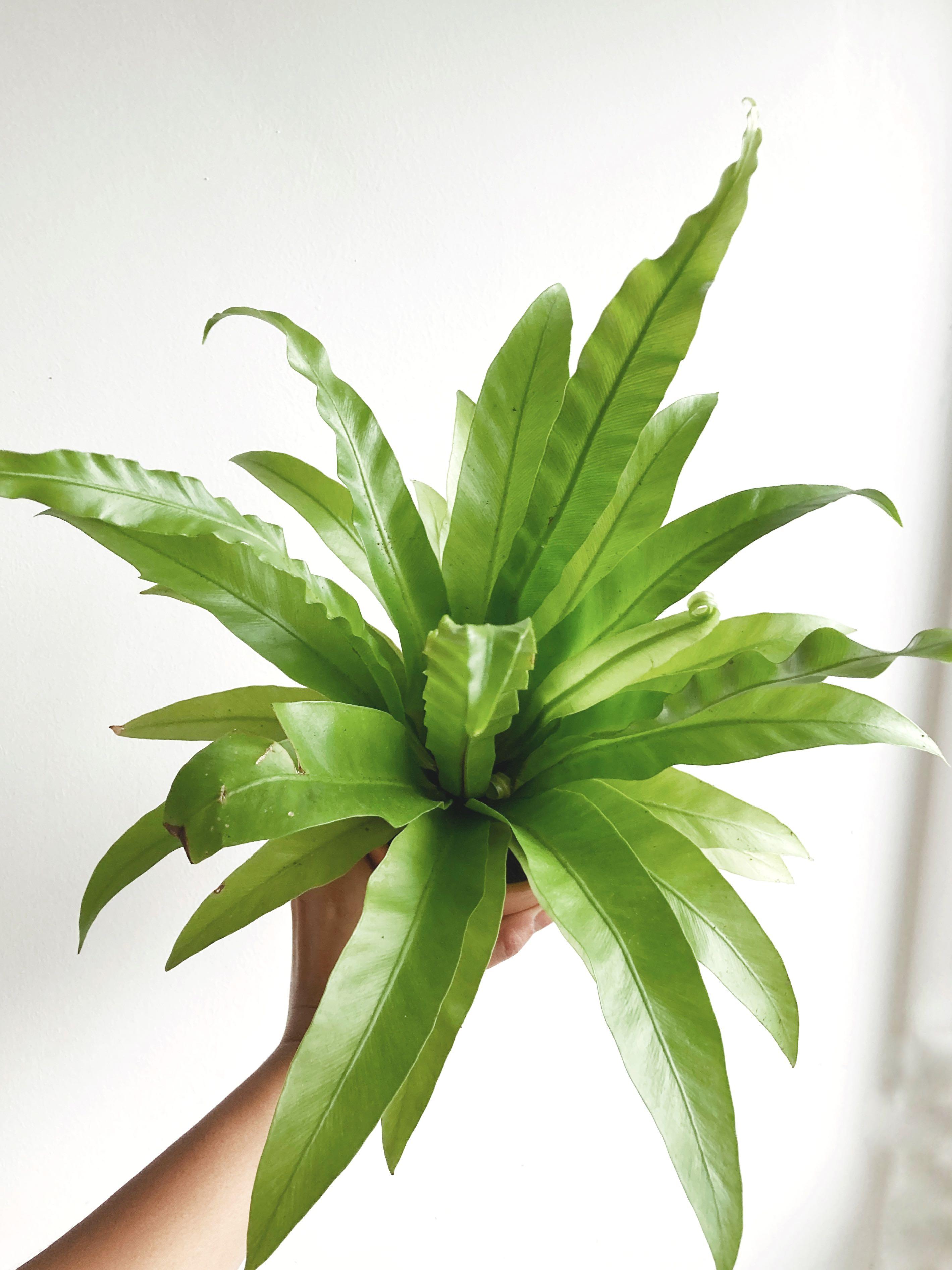 XANXADU/ BIRDNEST FERN/ ZZ PLANT/Houseplant+Pot/ Indoor Plants/ Terra Cotta Pot, Gardening