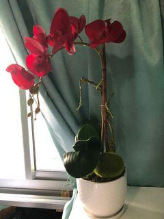 Artificial Phalaenopsis Table Arrangement