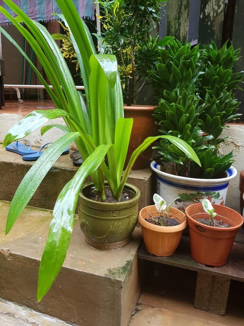 Beach Spider Lily Furniture Home Living Gardening Plants Seeds beach-spider-lily-furniture-home-living-gardening-plants-seeds