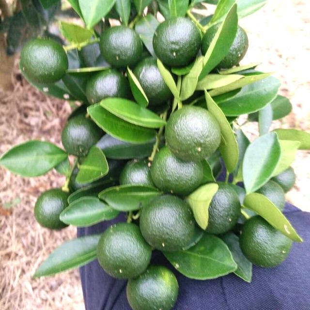 Free Shipping Baja Pokok Limau Subur Dan Banyakkan Buah Home Furniture Gardening On Carousell